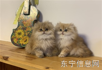 招聘貓舍飼養(yǎng)員
