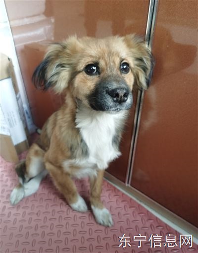 為走失小狗尋找主人通知