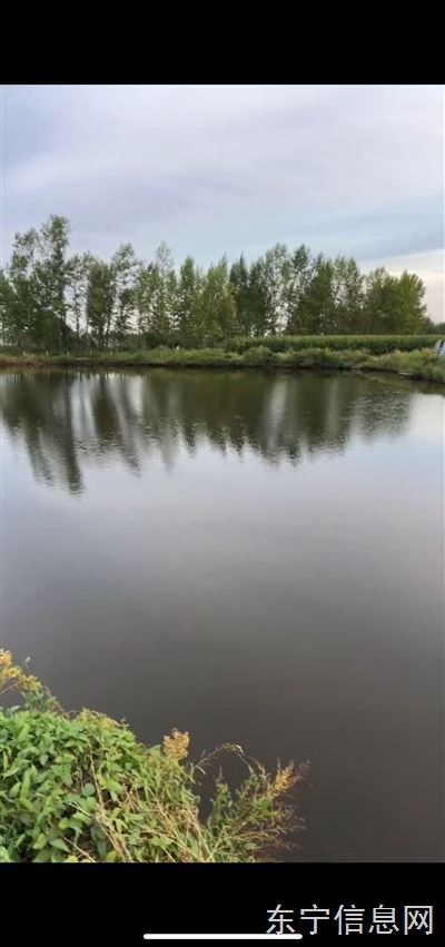 魚池農(nóng)家樂垂釣園三農(nóng)直播基地對外出租(或談合作)