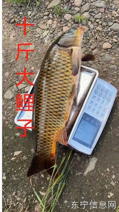 魚塘農家樂垂釣園三農直播基地對外承包或談合作