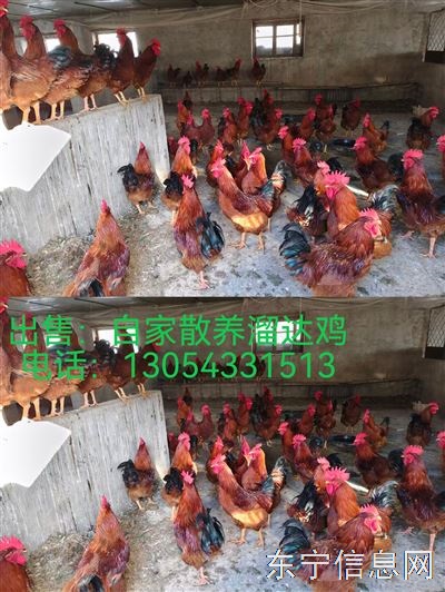 出售自家散養(yǎng)溜達(dá)大公雞。